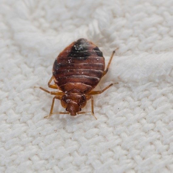 Bed Bugs, Pest Control in Barkingside, Hainault, IG6. Call Now! 020 8166 9746