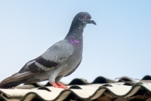 Pigeon Pest, Pest Control in Barkingside, Hainault, IG6. Call Now 020 8166 9746