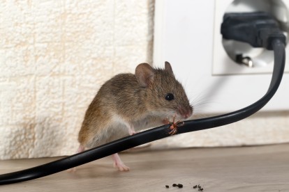 Pest Control in Barkingside, Hainault, IG6. Call Now! 020 8166 9746