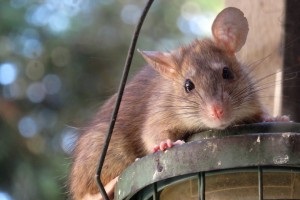 Rat extermination, Pest Control in Barkingside, Hainault, IG6. Call Now 020 8166 9746