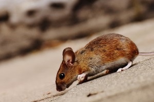 Mice Exterminator, Pest Control in Barkingside, Hainault, IG6. Call Now 020 8166 9746