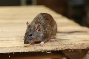 Rodent Control, Pest Control in Barkingside, Hainault, IG6. Call Now 020 8166 9746
